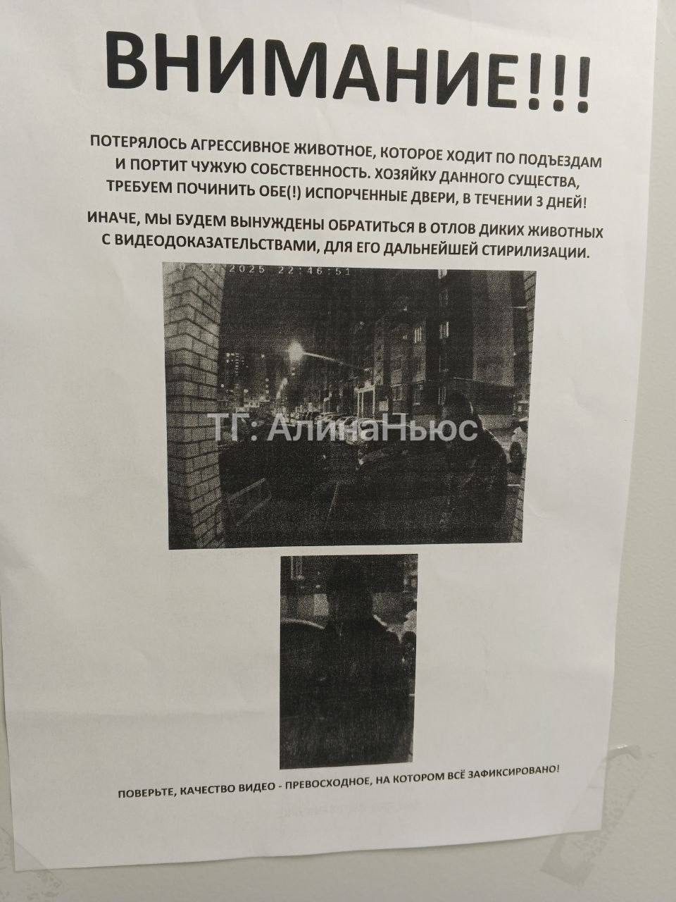 Что за питомец такой😁