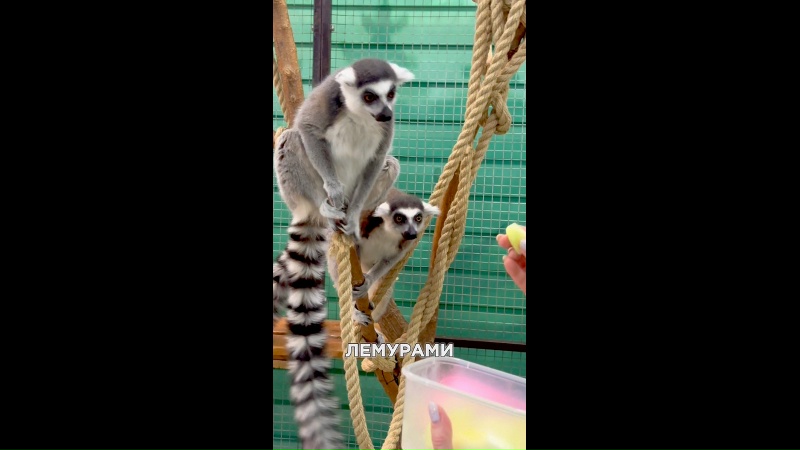 Мы недавно побывали в экопарке «Крошка на ладошке» и остались в полном восторге 🐾 😍