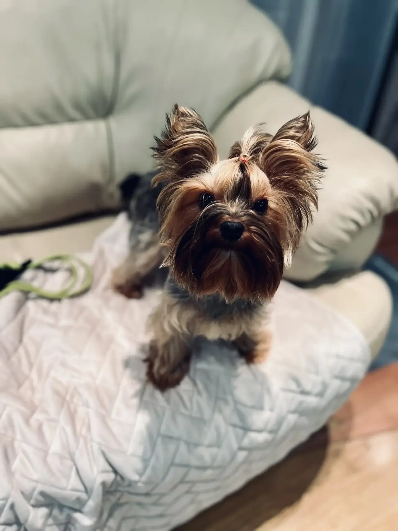 🐶 ПРОПАЛА СОБАКА