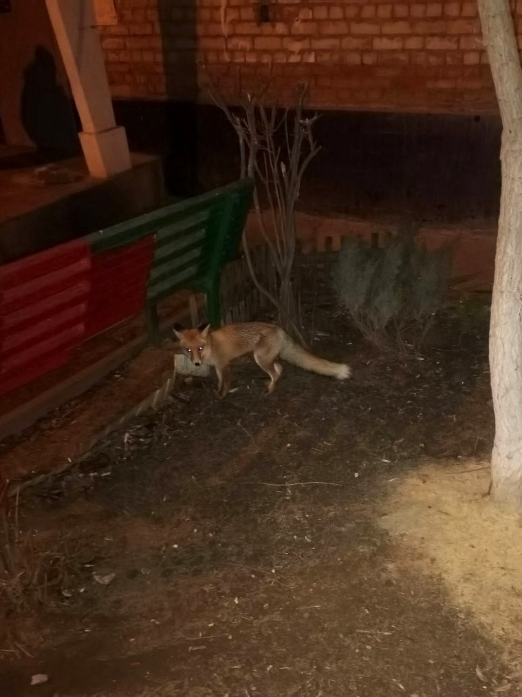 Вот такое рыжее чудо встретила на Спартановке во дворе около своего дома! 🦊😮