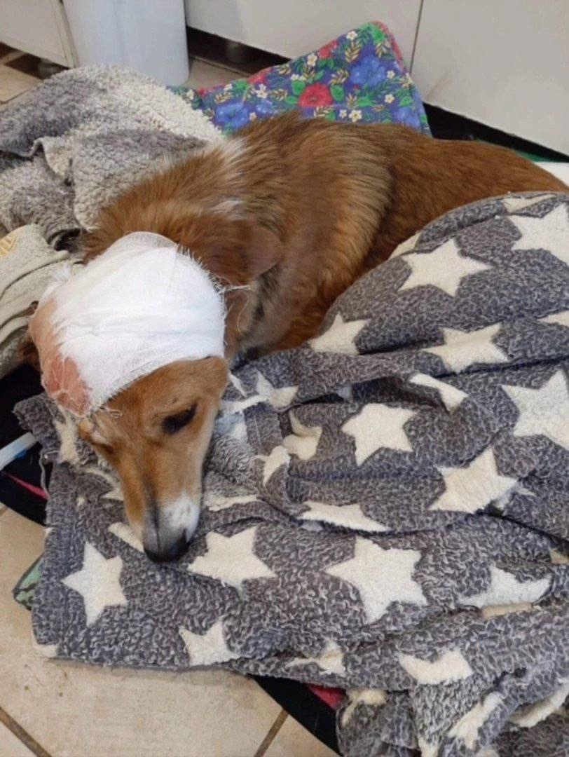 В Волжском вынесли приговор мужчине, который расстрелял бездомную собаку, а затем с ребёнком выбросил тяжелораненое животное в мусорный бак …