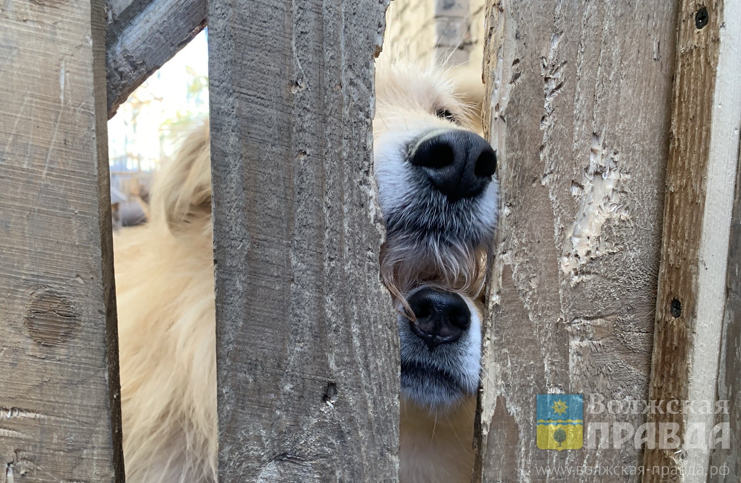Давайте поможем собакам! Волжские приюты для животных нуждаются в самом необходимом