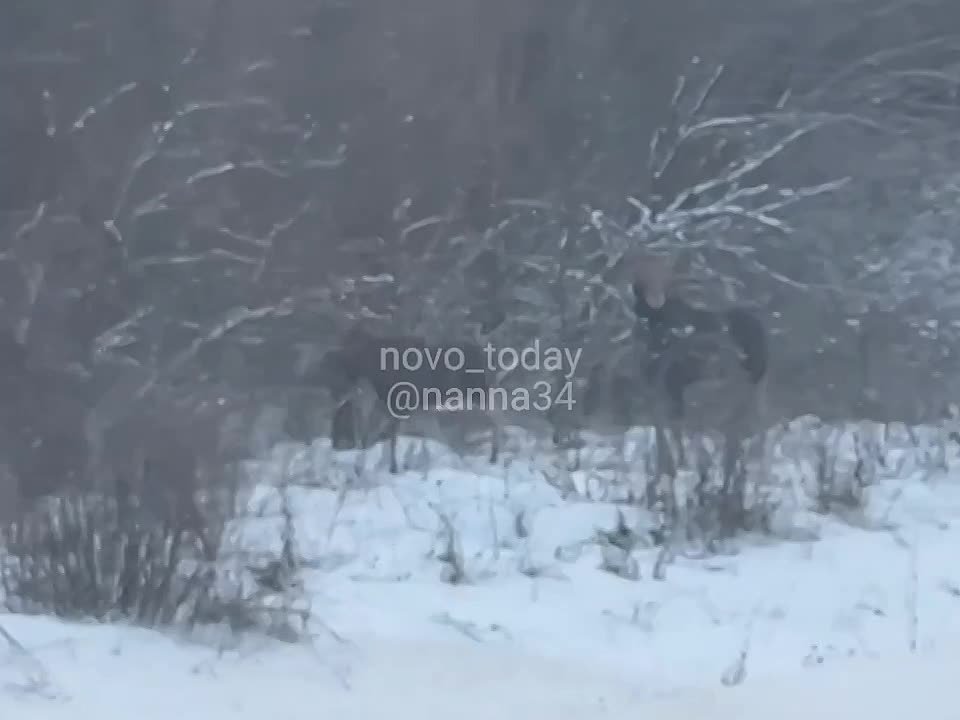 В Новоаннинском районе на дорогу вышла семья молодых лосей 🫎