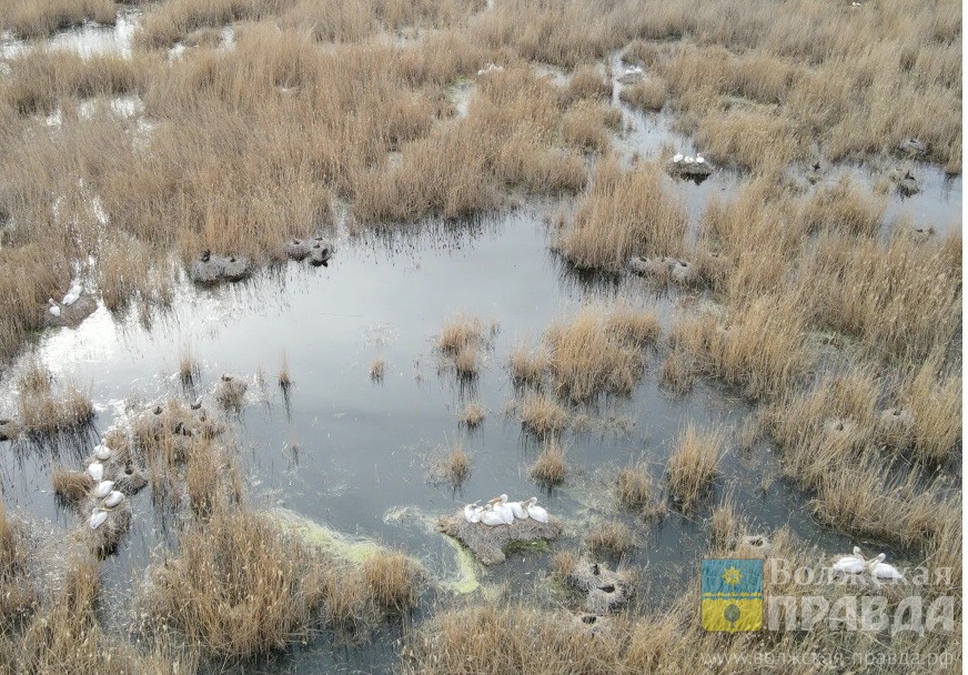 В Волжском на Большом Лимане замечен краснокнижный кудрявый пеликан