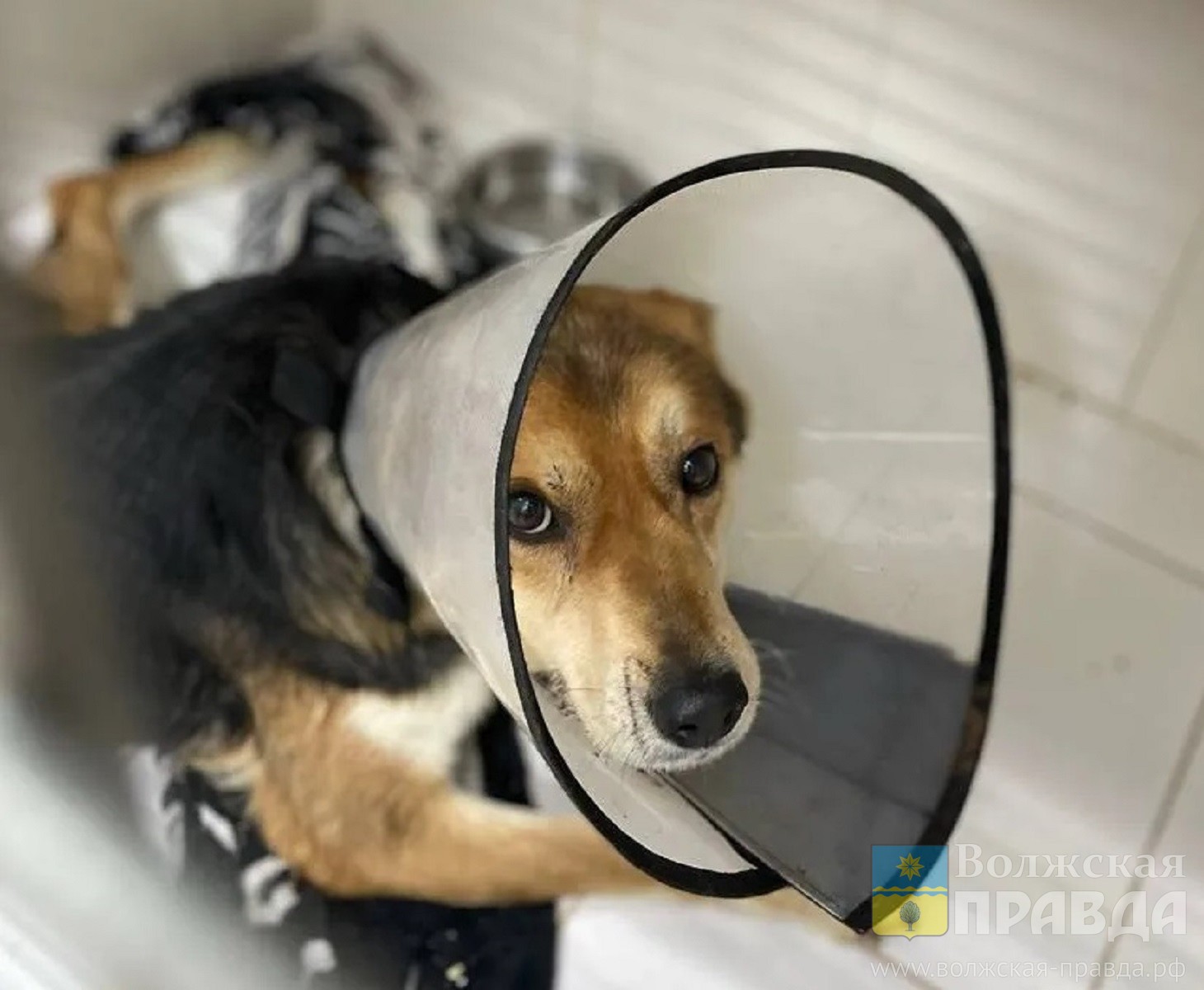 Агрессивен и психологически сломлен: спасительница избитого граблями Рекса рассказала о состоянии волгоградского пса
