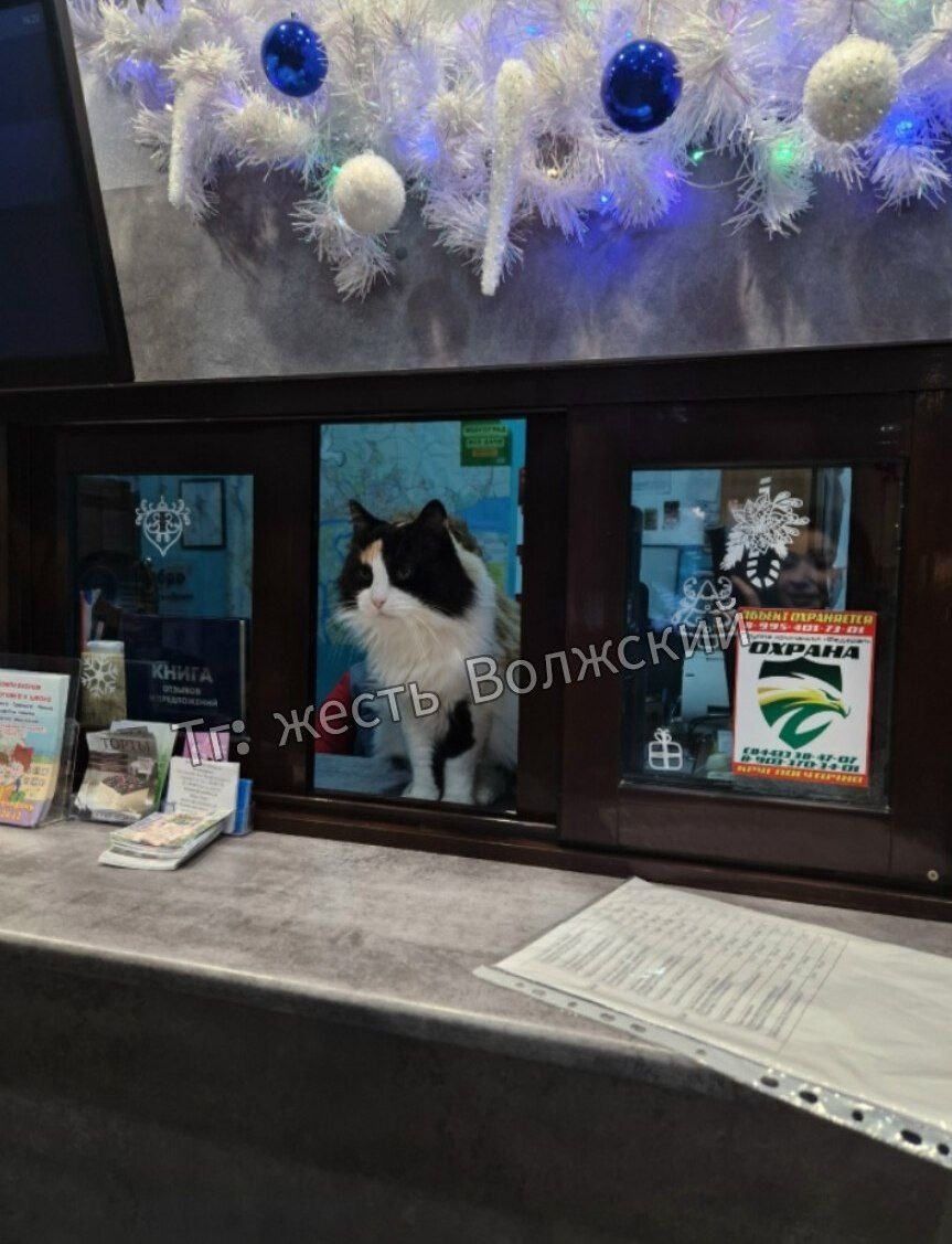 🐱🍿Пушистая сотрудница кинотеатра «Юность» в Волжском желает всем хорошего дня