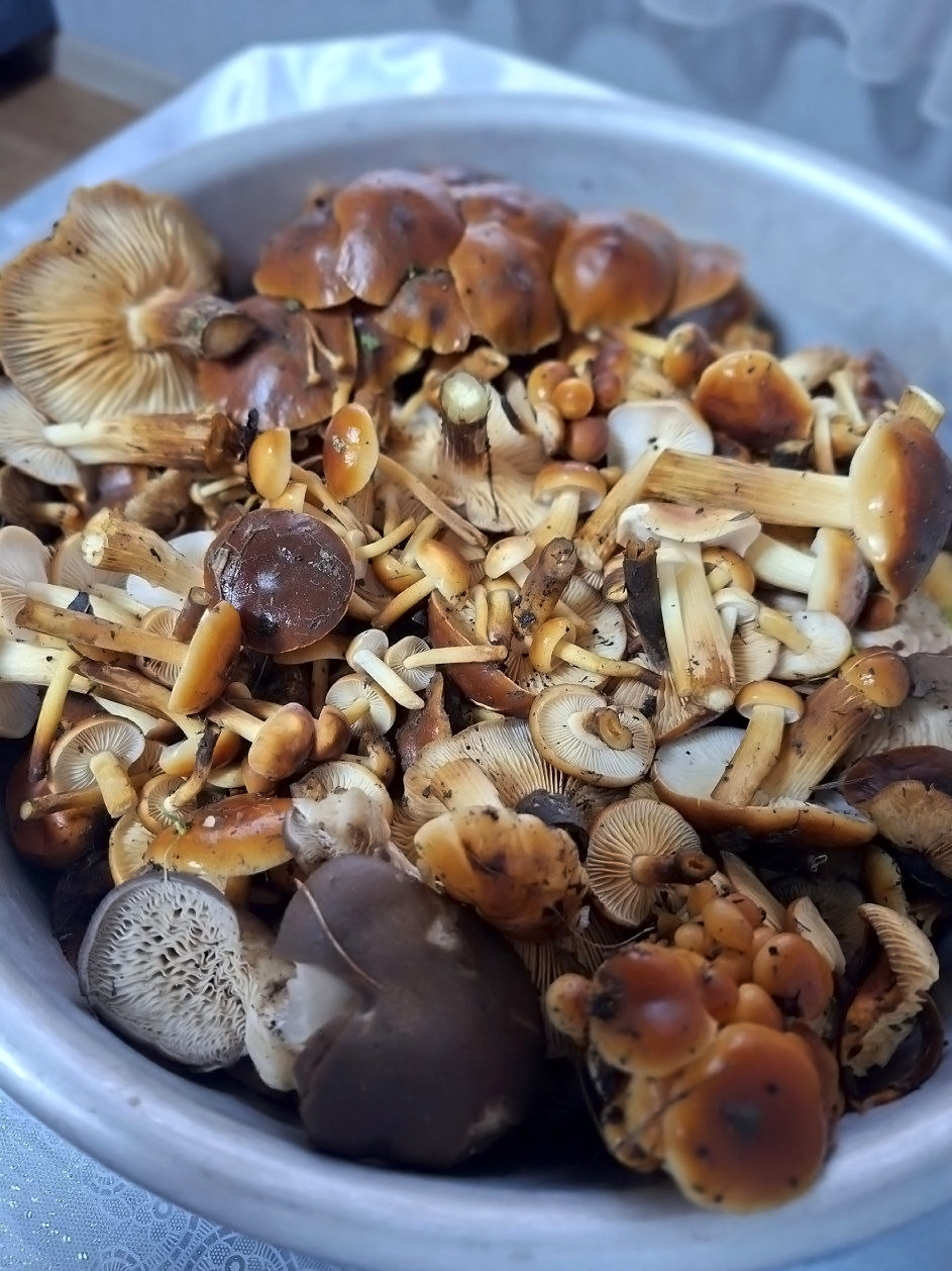 В это сложно поверить, но в Котельниковском районе до сих пор собирают грибы! И это в середине зимы! 👏🤩