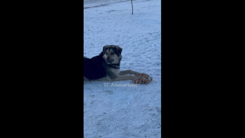 В 38 микрорайоне замечена собака, с удовольствием уплетающая сушки 🐶