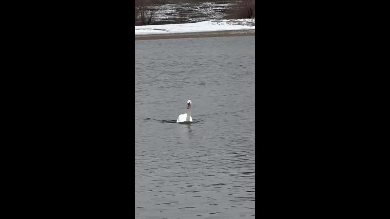На Ахтубе в Среднеахтубинском районе поселились лебеди 🦢