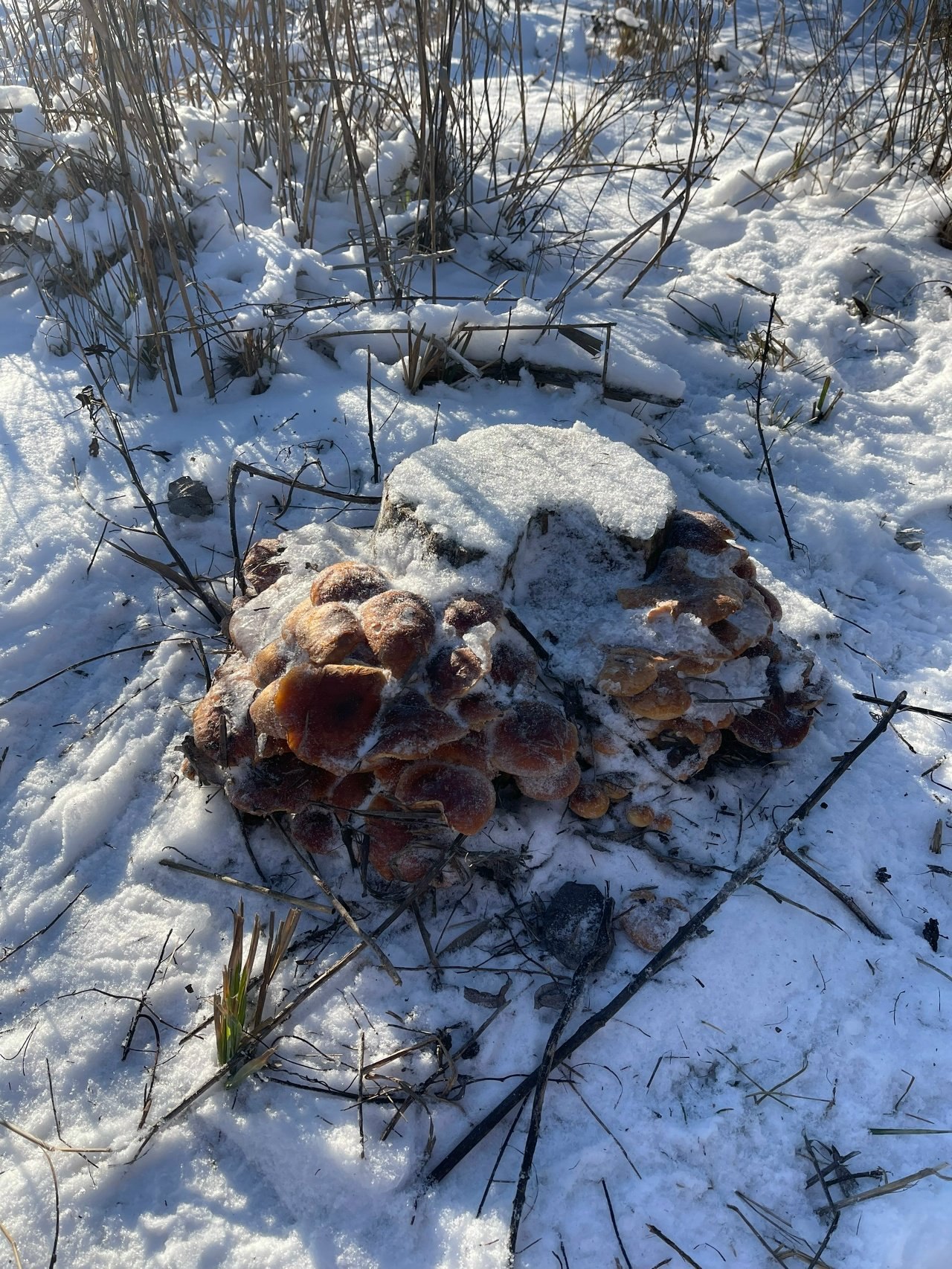 В Волго-Ахтубинской пойме грибники вышли на зимнюю «грибалочку»