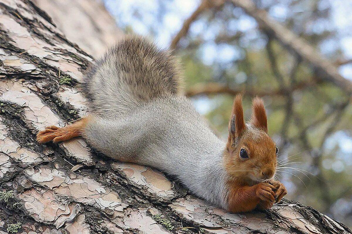 В Волжский едут алтайские белочки 🐿️