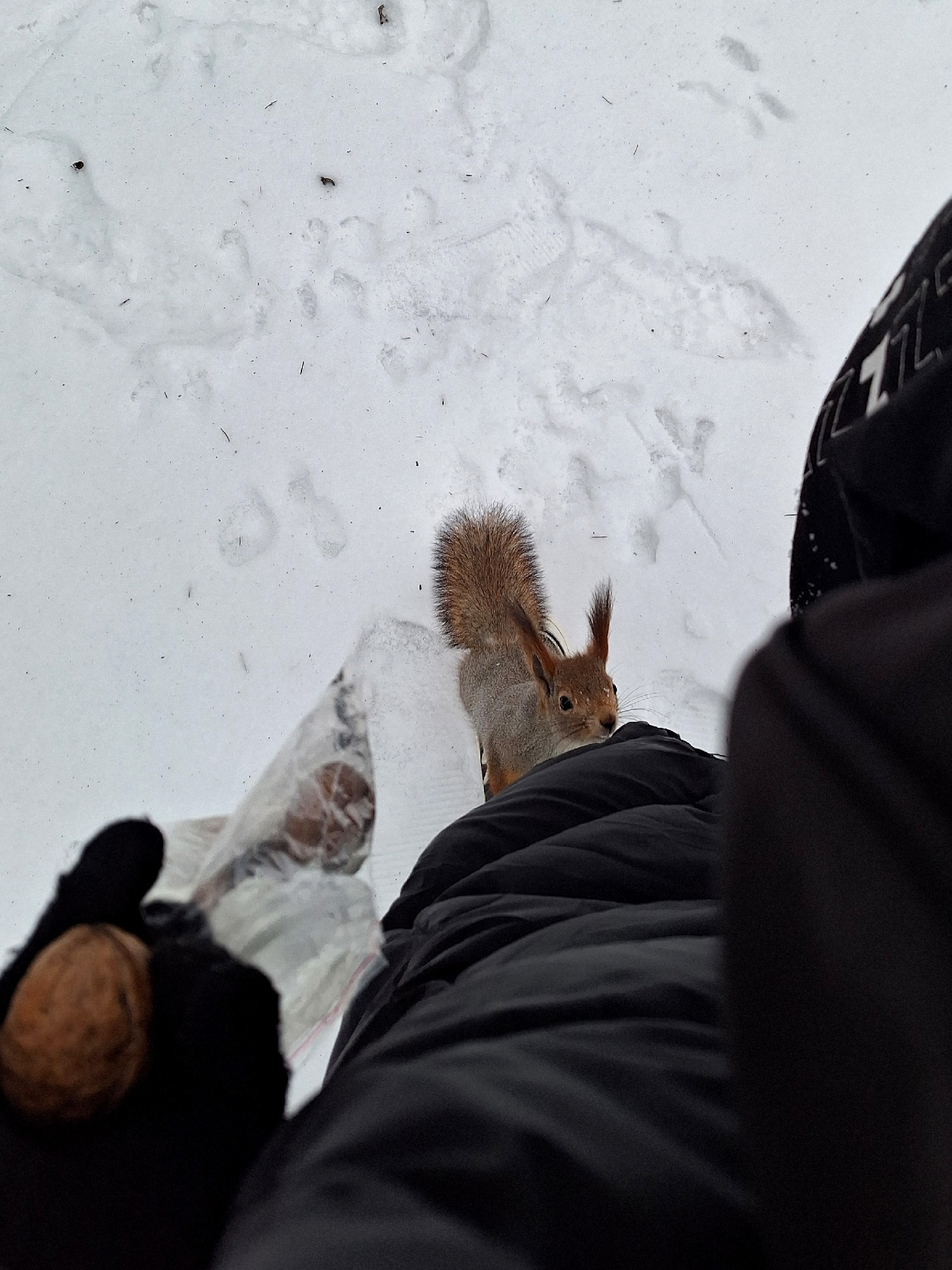 Вот такая милая пушистая белочка запрыгнула мне на ногу на Мамаевом кургане! 👏🤩