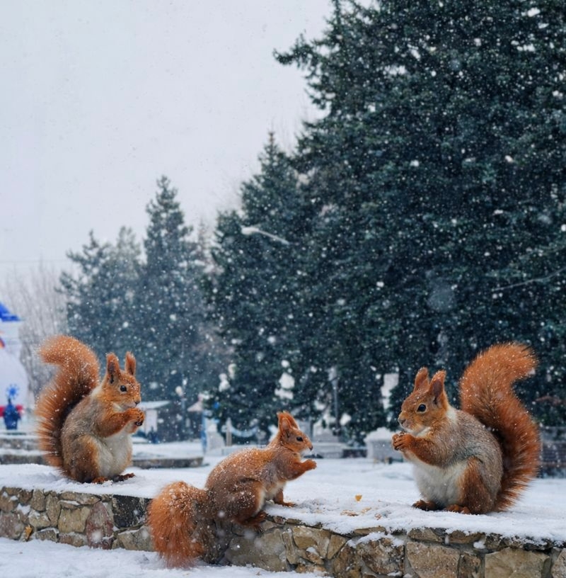 В парке «Гидростроитель» появятся новые пушистые жители! 🐿️