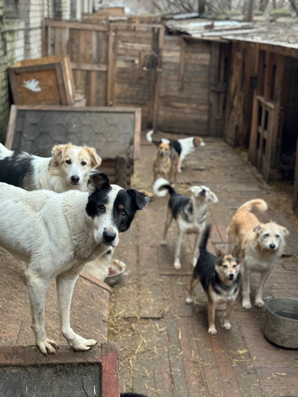 Осталась одна со 150 собаками: руководителю волжского приюта «Любимки» нужна помощь людей