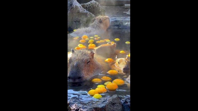 🍊 Капибары в онсэне с апельсинками в японском городе Ито