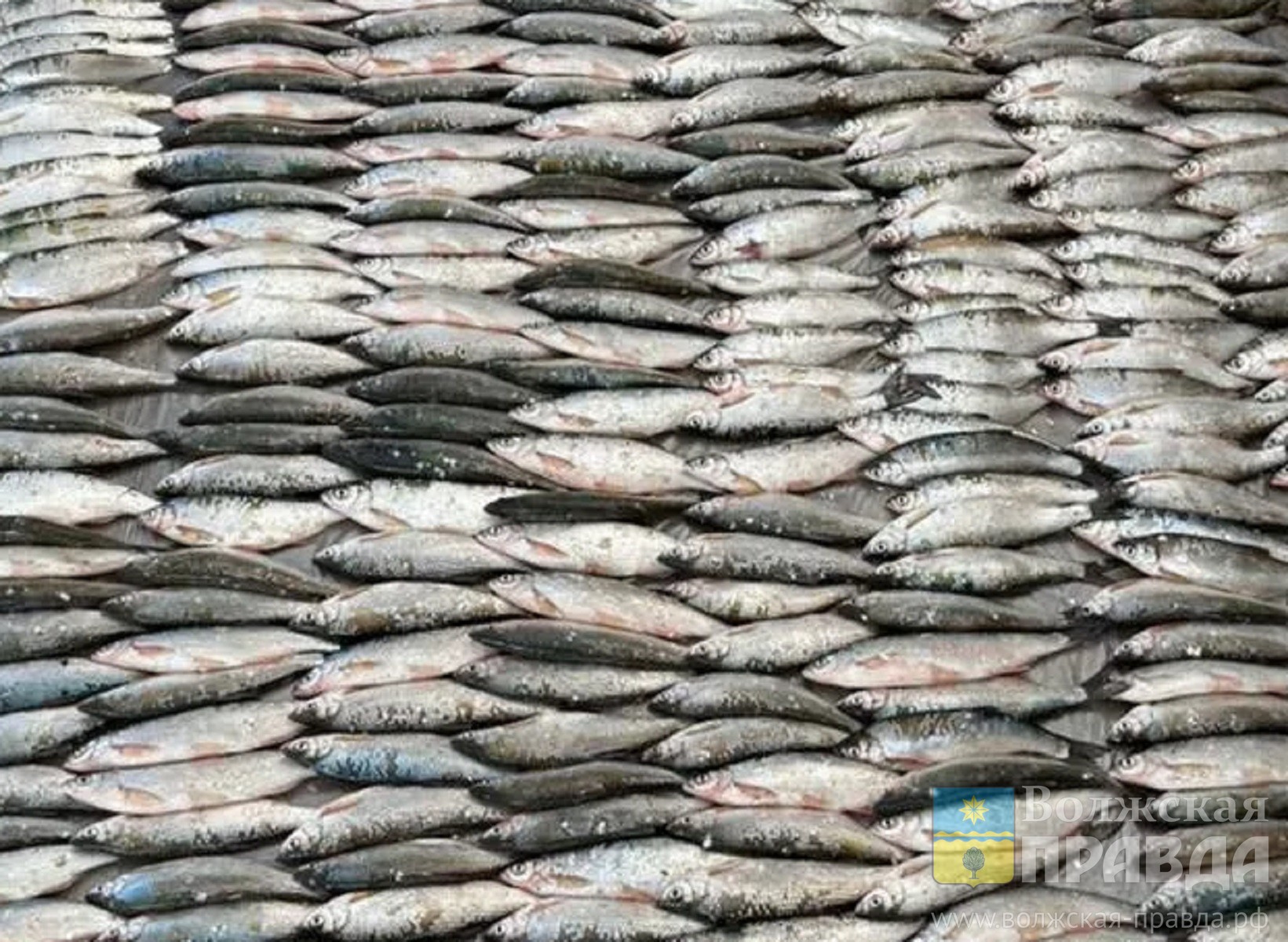 Муж, жена и браконьеры: в Волгоградской области прикрыли цех и изъяли 1700 т нелегальной рыбы