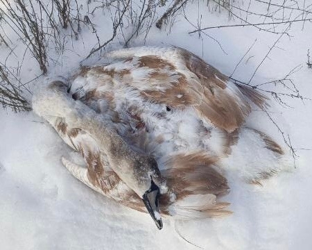 😭 В Волжском лебедь не пережил морозную ночь