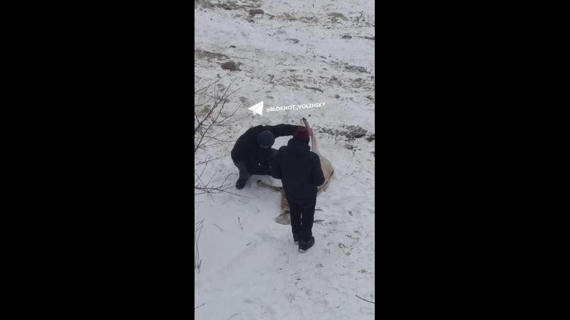 🦌Сайгак забежал во двор волжской многоэтажки