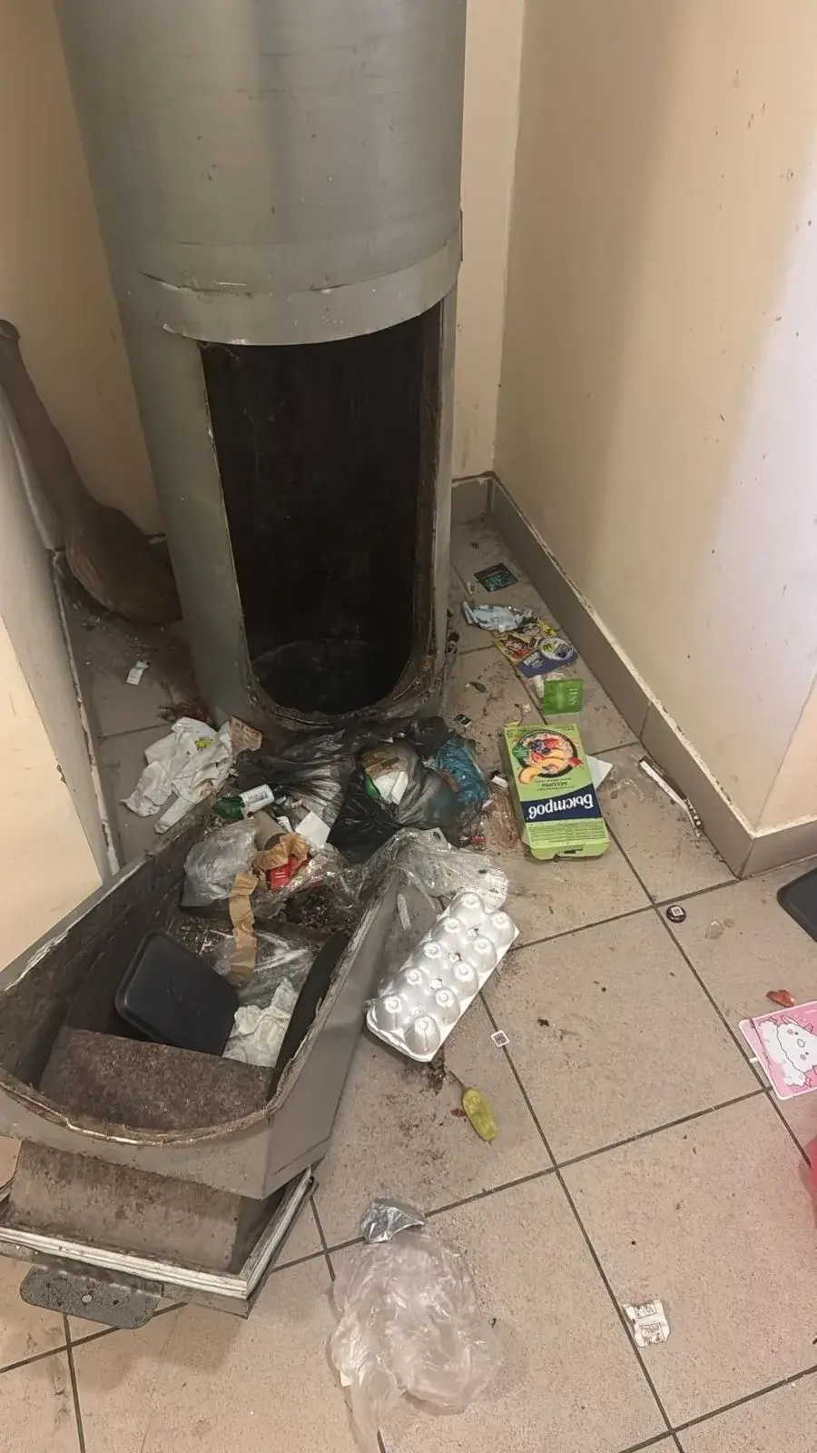 Свинья в доме - проблема для всех… 🐷