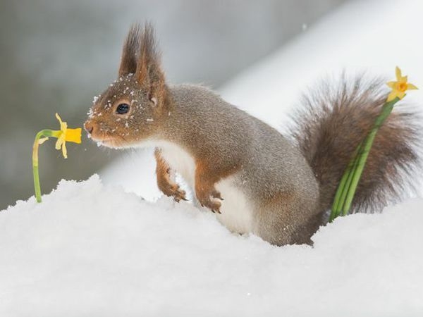 🐿️ Стала известна дата выпуска белочек!