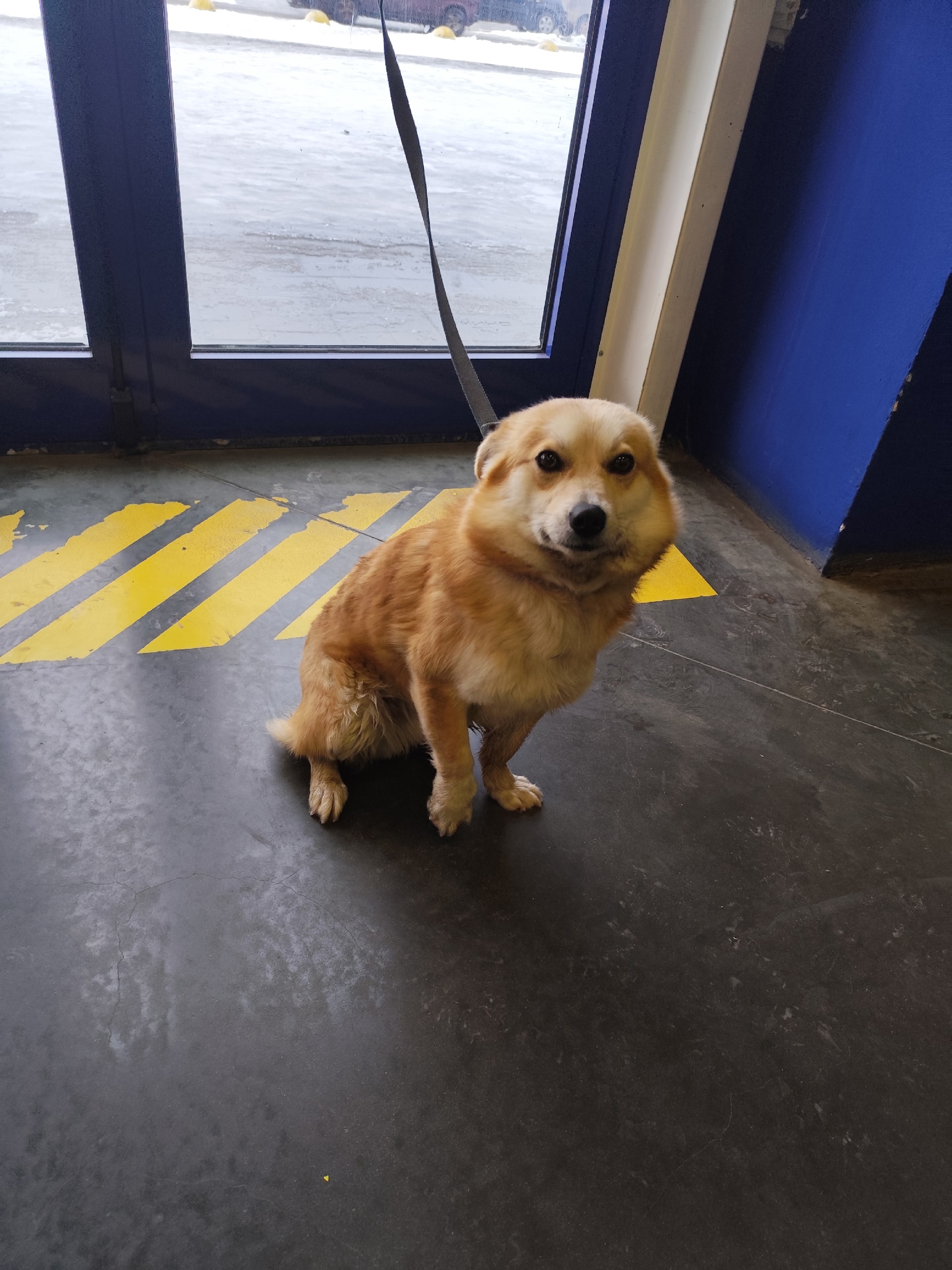 Потеряшка в Ленте.Ждет своих хозяев!!!