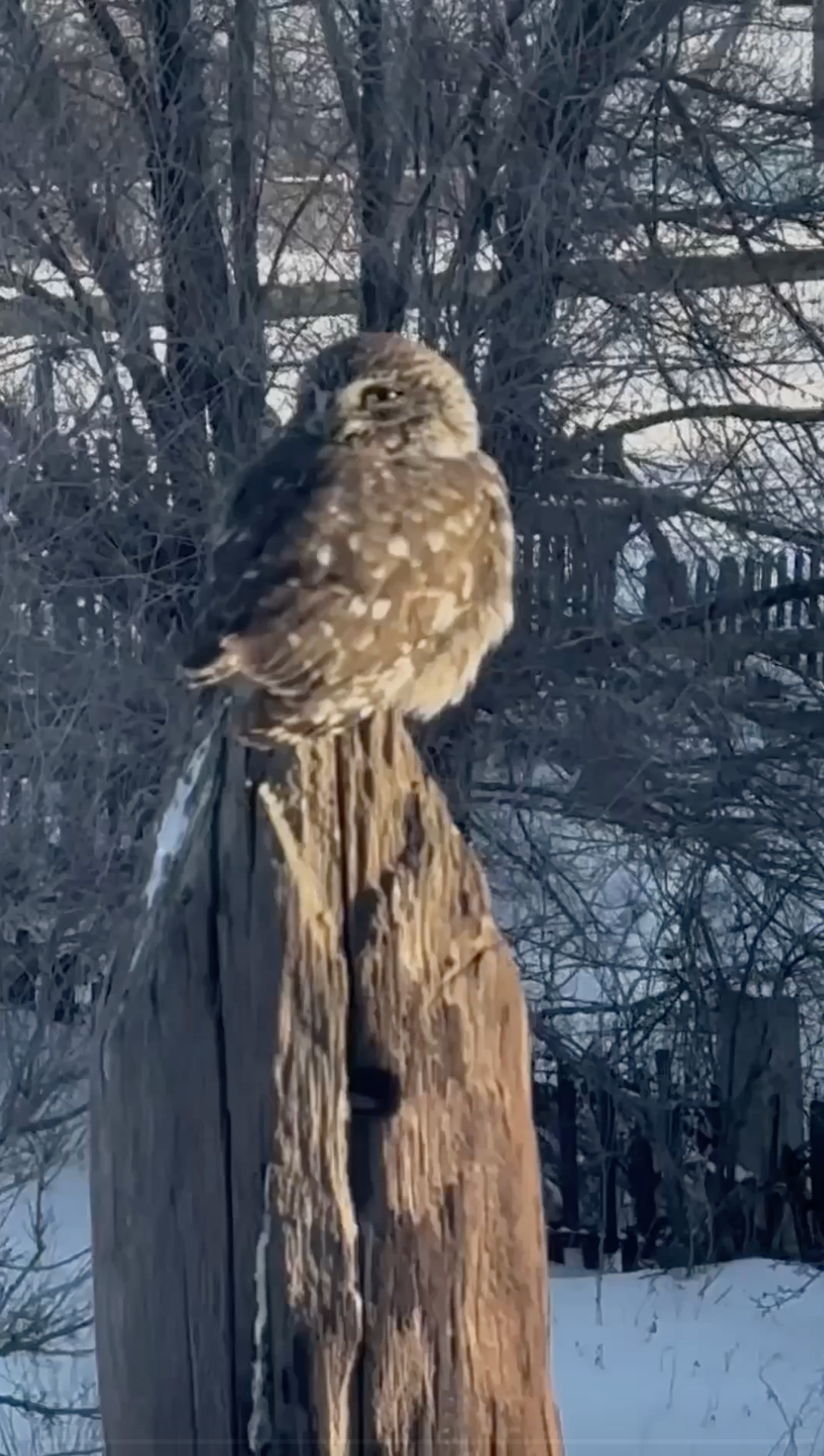 Вот такой маленький красавчик вчера прилетел к моему дому! 👏🤩