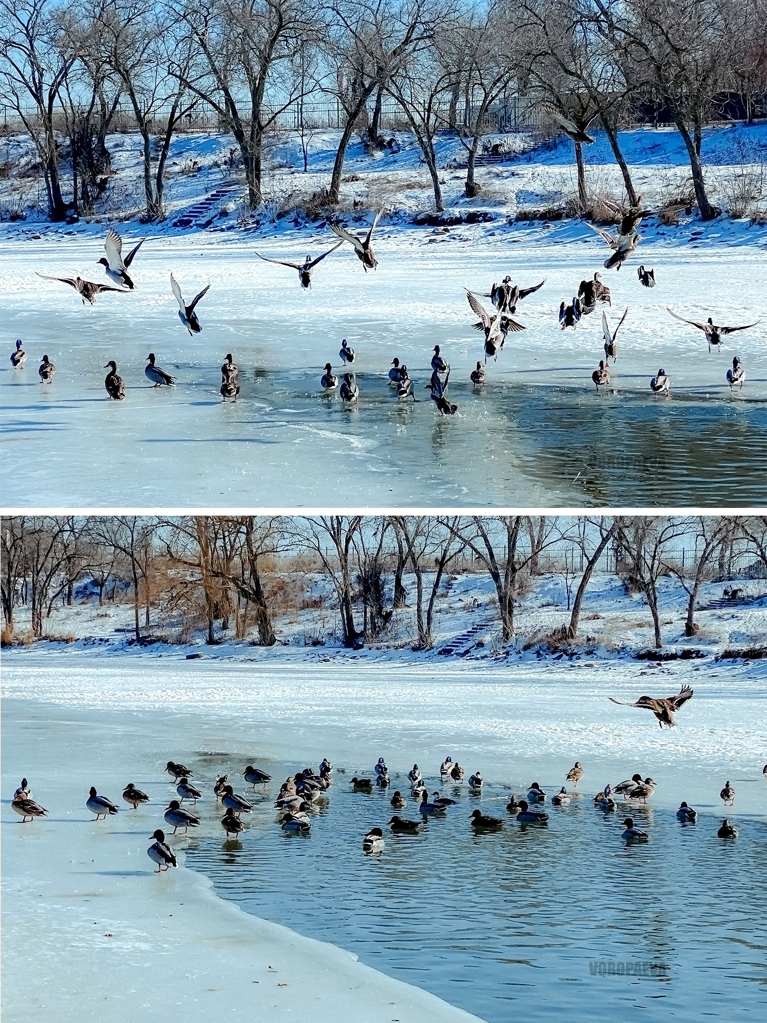 Мобильный фотограф [https://vk.com/id16666560|Юлия Воропаева] из Волгограда запечатлела местных уточек на фоне снежной, солнечной, морозной …