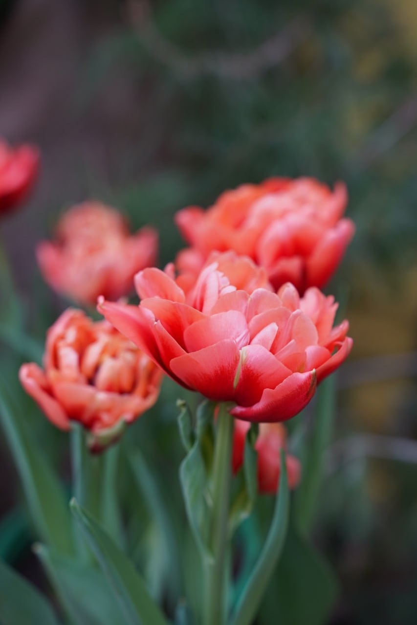 Ботсад продлил выставку первоцветов с 17 по 21 февраля 🌷