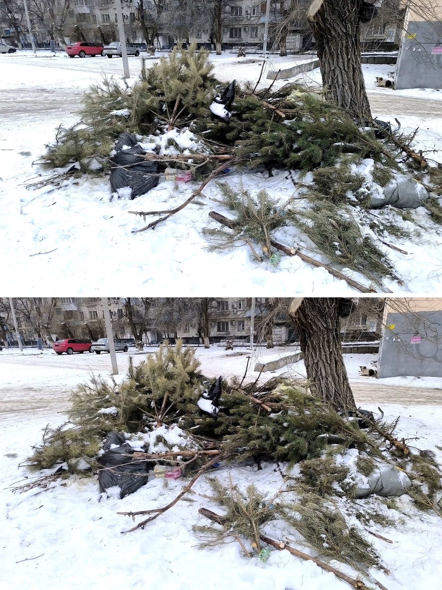 Не, ну это как-то несерьёзно. На календаре всего лишь 16 февраля. Кто же так рано выкидывает новогоднюю ёлку? 🎄🎅