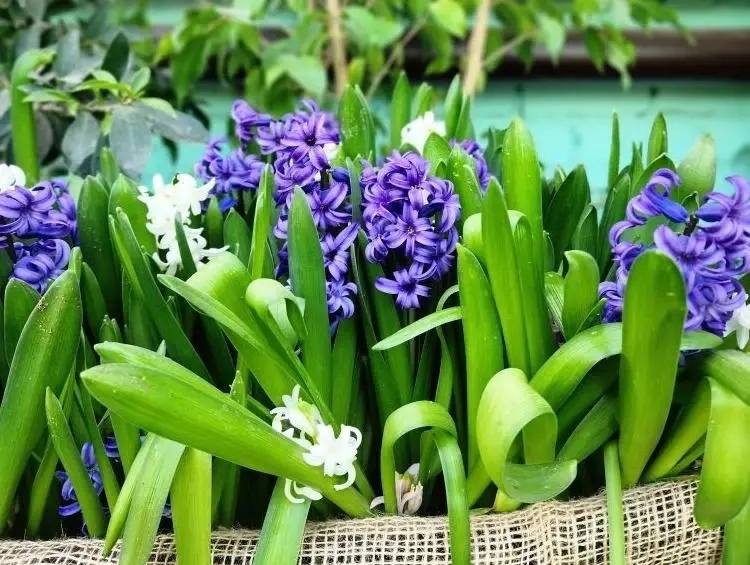 Только за первую неделю «Праздник первоцветов» в Волжском посетили более 12 тысяч гостей ✨