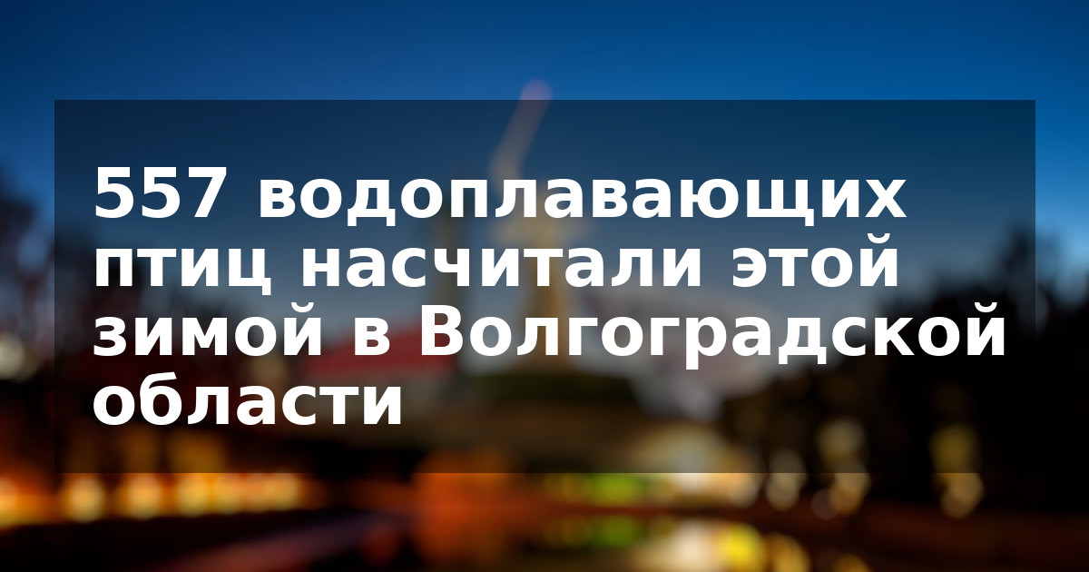 557 водоплавающих птиц насчитали этой зимой в Волгоградской области