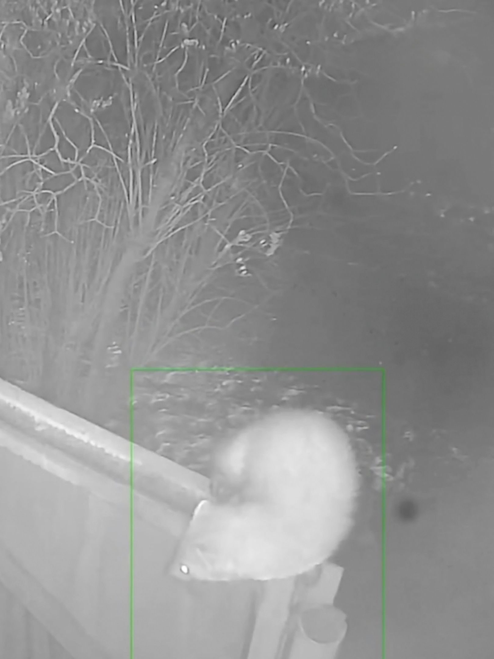 Ночью около моего дома камера видеонаблюдения зафиксировала движение! 🎥🫣