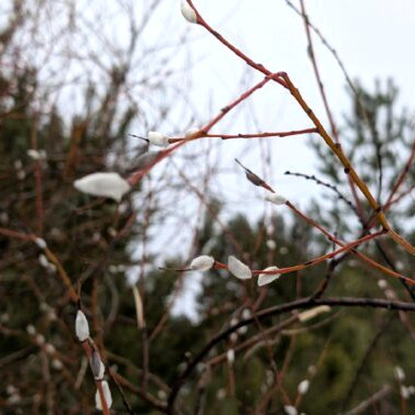 Вот что действительно удивительно, так это то, что в окрестностях Фролово в середине февраля распустилась верба! 👏🤩