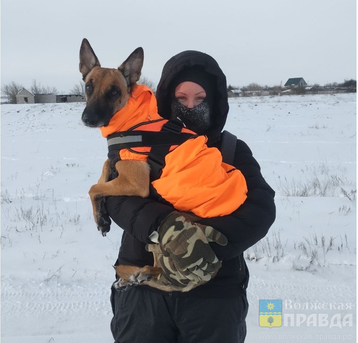 Учу искать живых и мёртвых: волгоградский волонтер с позывным «Ёж» тренирует собак «ЛизаАлерт»