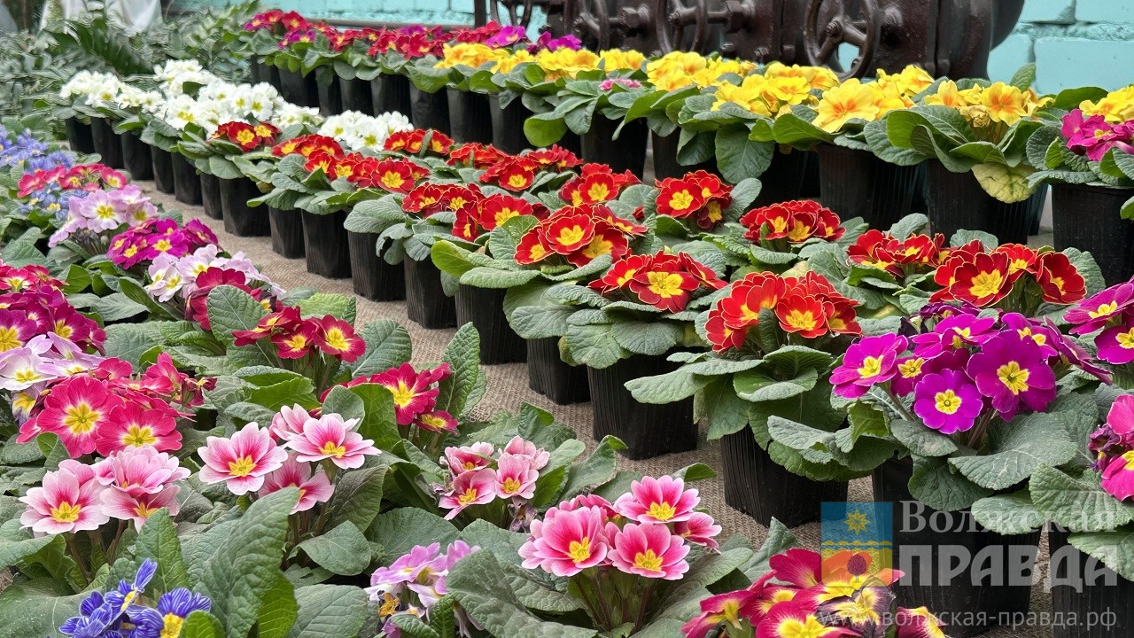 На 10 тысяч первоцветов в волжской оранжерее посмотрели 16 тысяч человек