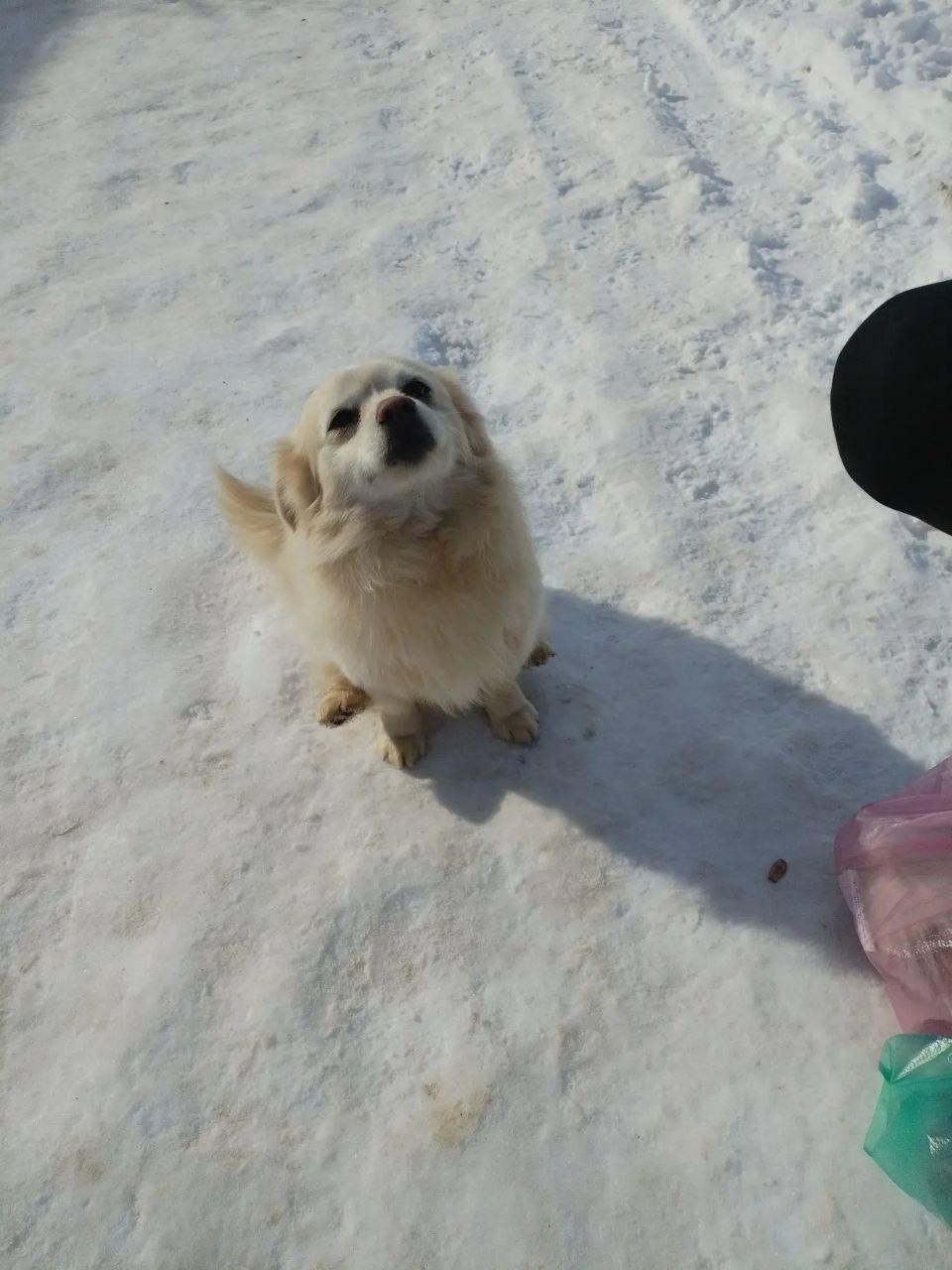 🐶 В 27 микрорайоне около магазина «Подсолнух» третий день сидит домашняя маленькая собачка, бежит за всеми и ищет хозяина.