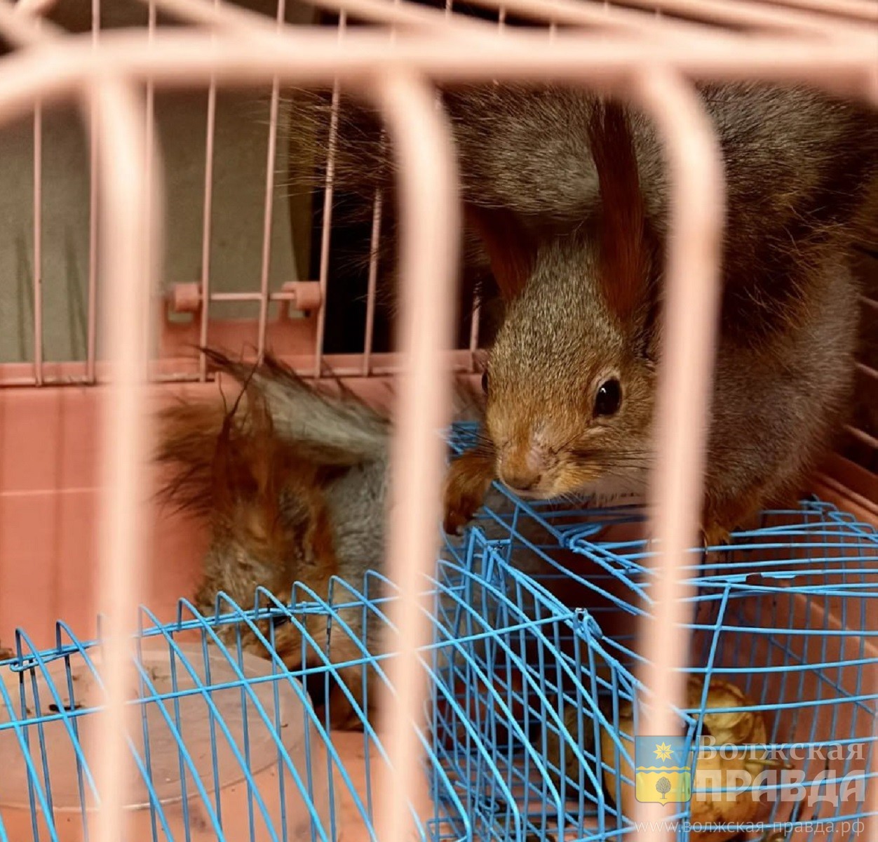 Элвин, Тим, Алтай, Веснушка: в волжский парк «Гидростроитель» запустили белок