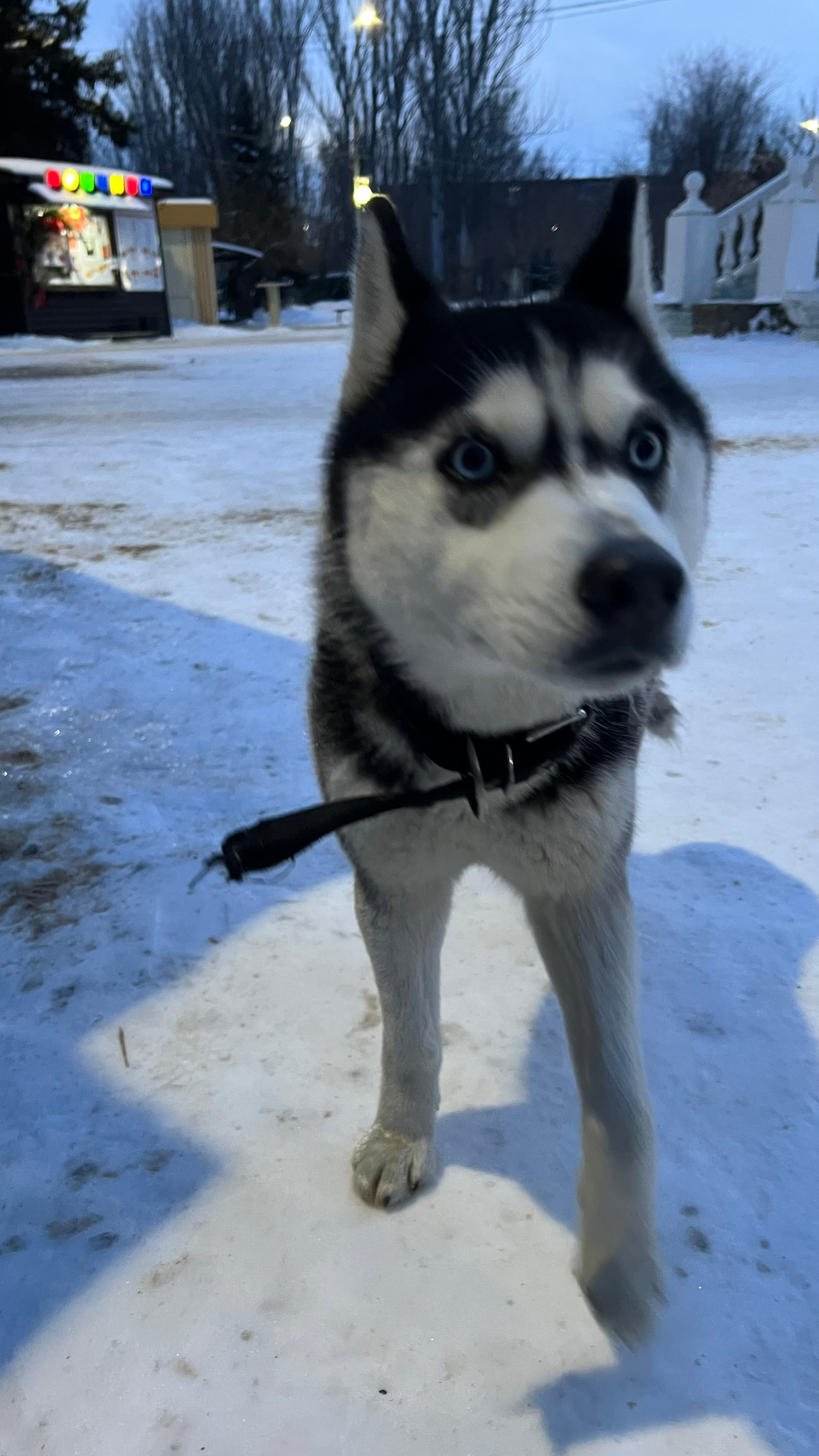 Чья собака?  🐕