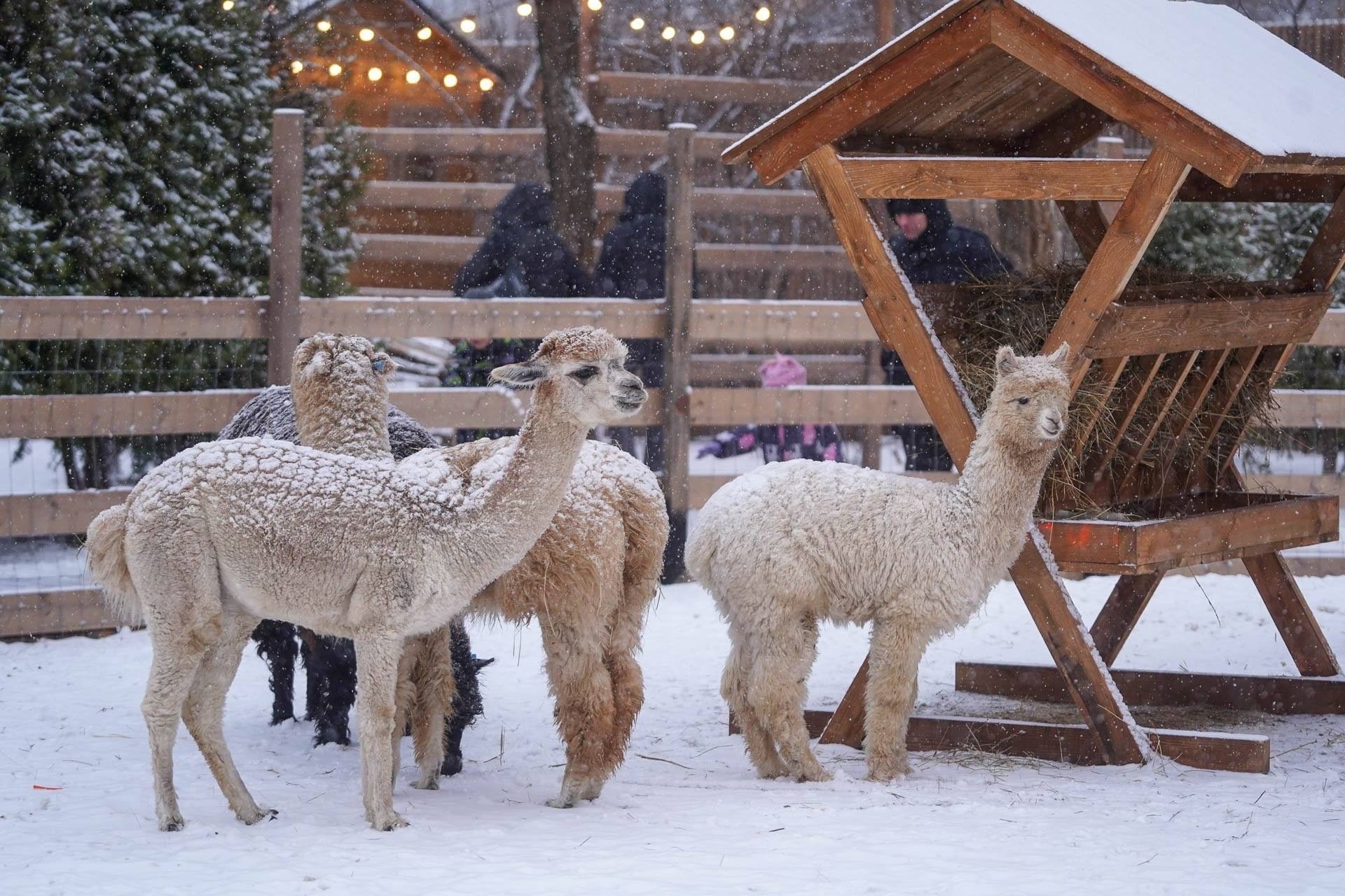🐑 Пополнение в деревне животных Альпаково!