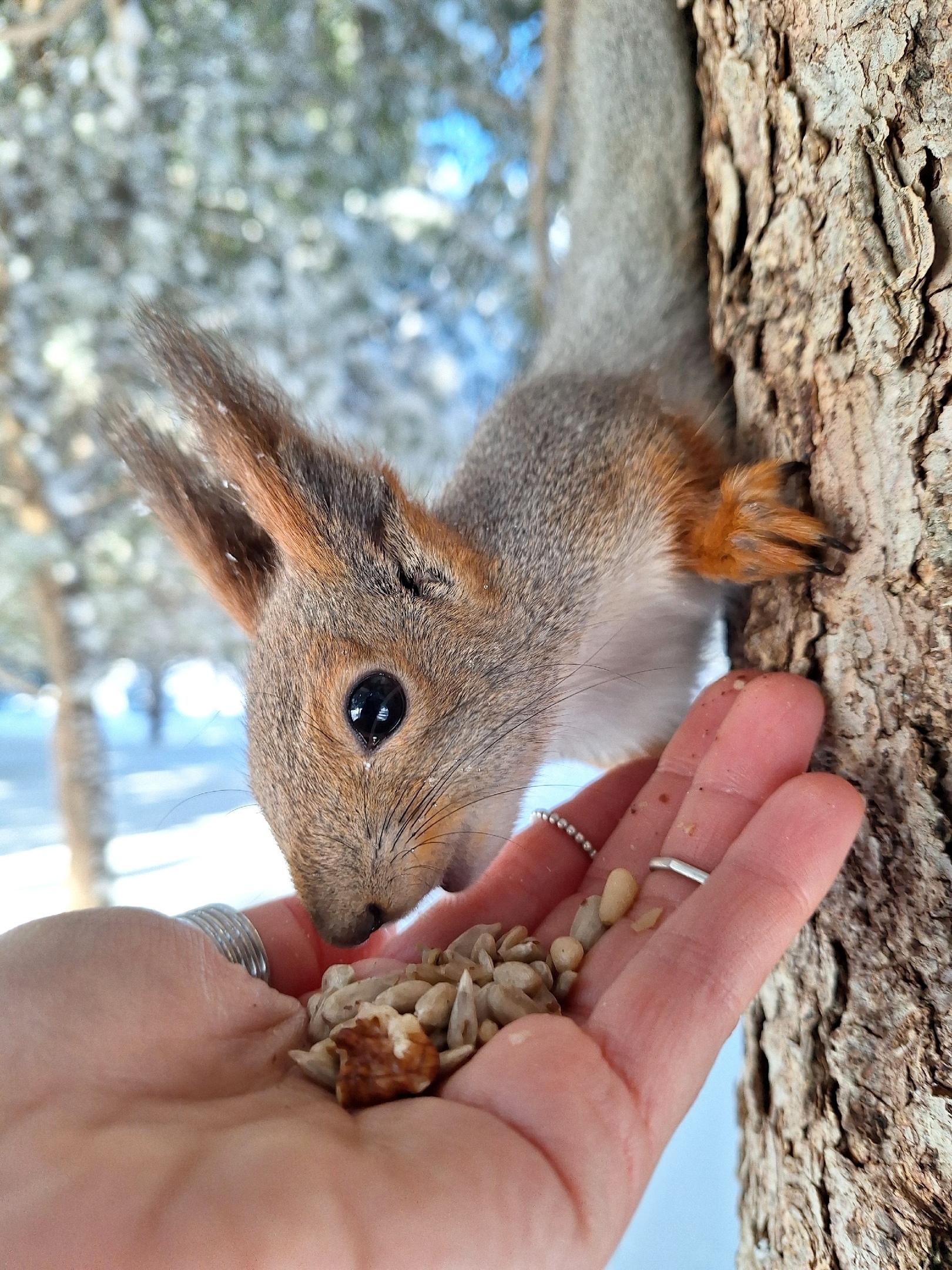 Посмотрите, какую прелесть сфотографировала [https://vk.com/wall578457616_8570|Валентина Михалченкова] из Волгограда! 😍