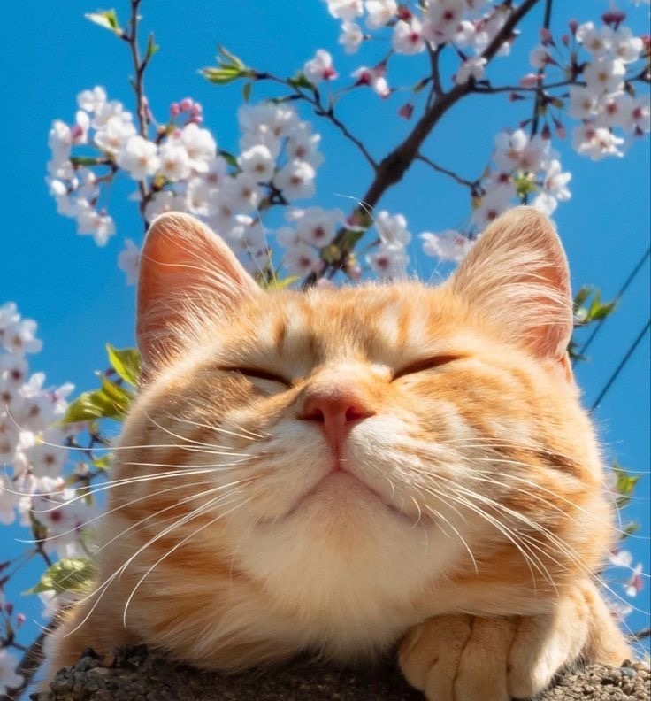 С первым днём весны и котиков 🐱🌸