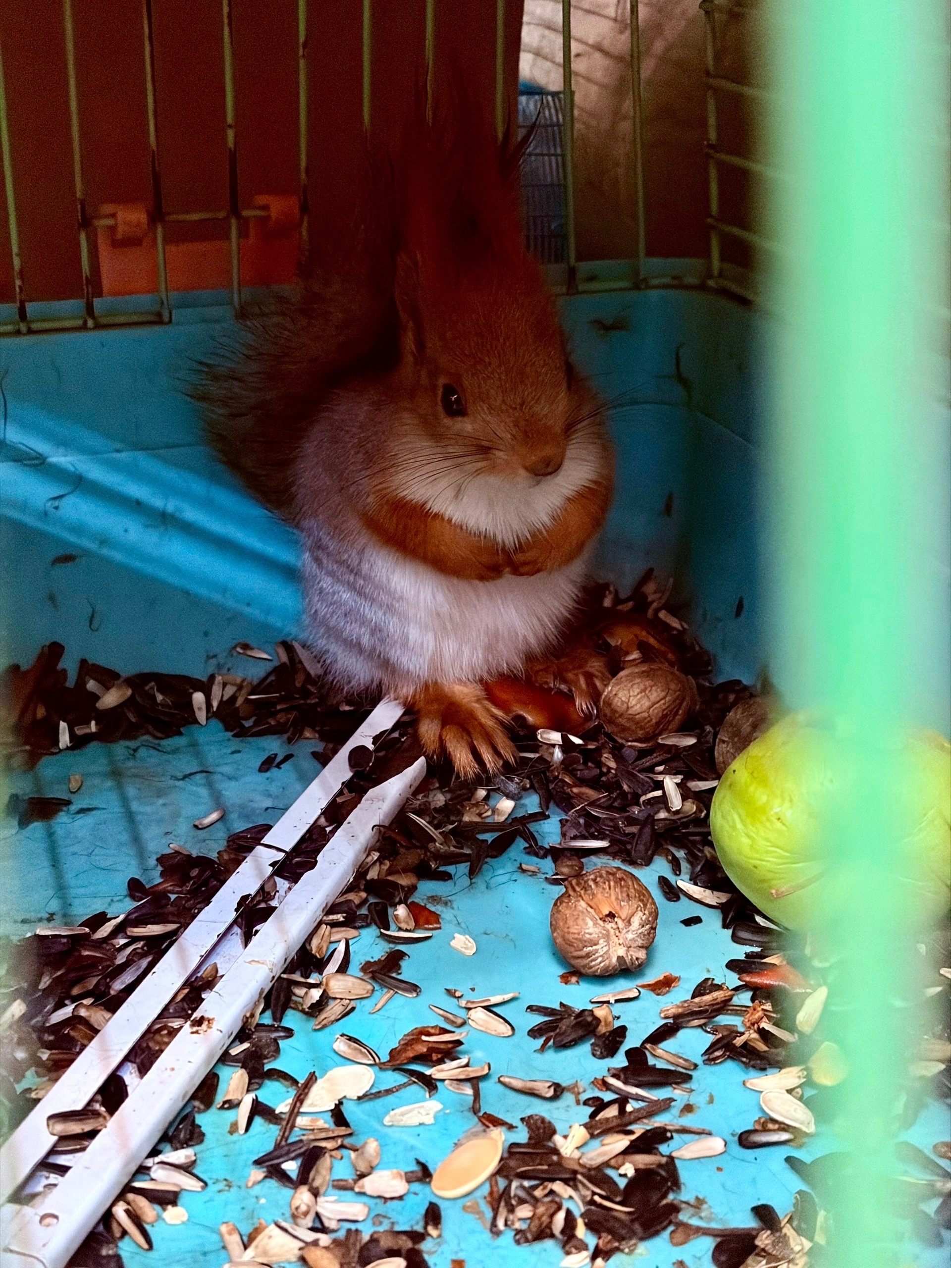 Белочки 🐿️ хорошо перенесли дорогу из Московской области и уже освоились в парке «Гидростроитель».