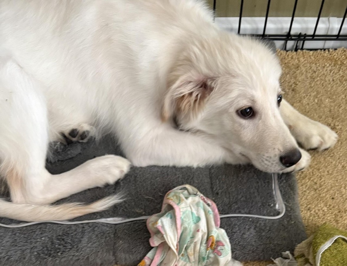 Помогите найти собаку 🙏