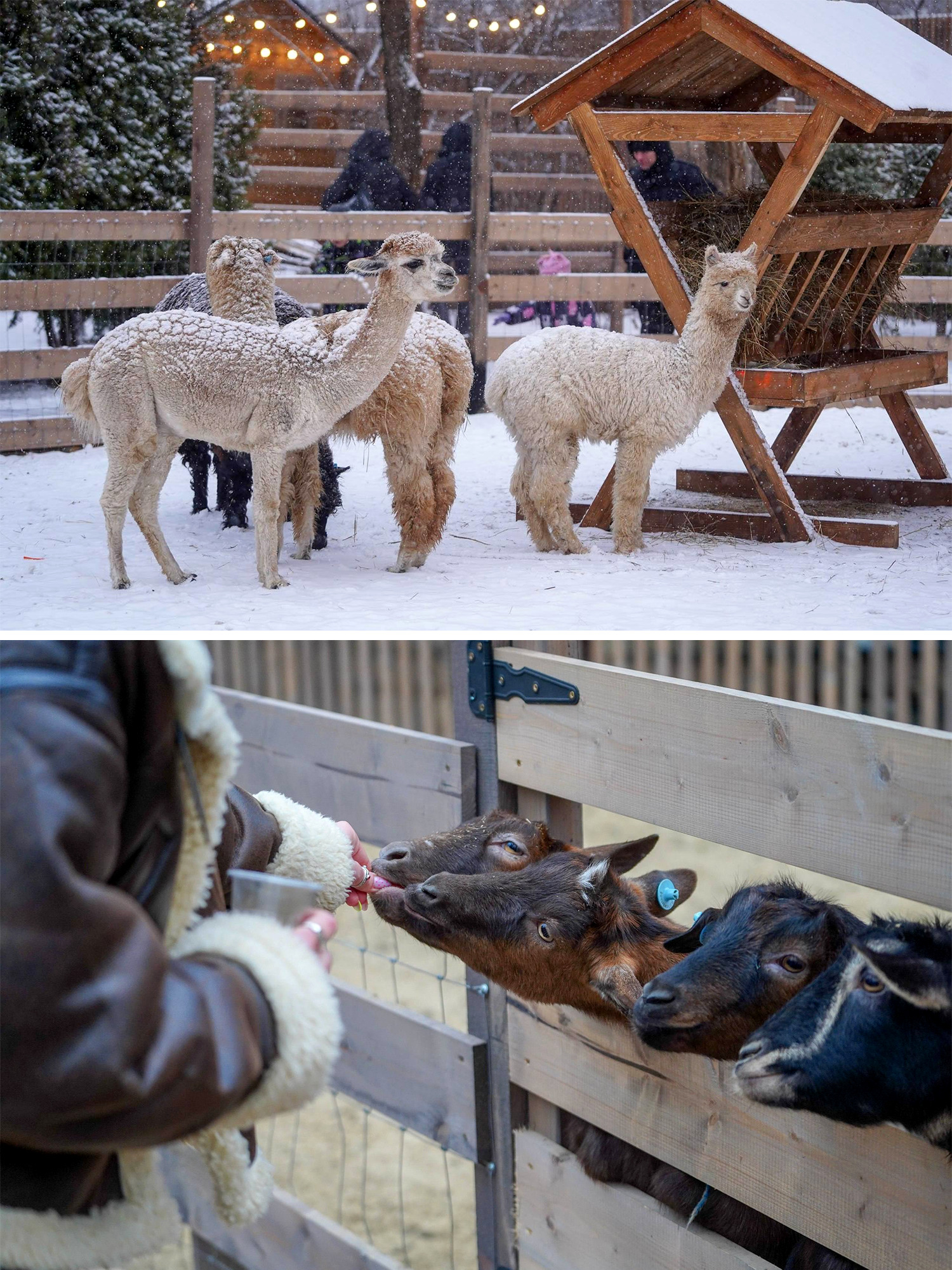 В зооуголке парка ЦПКиО ожидается новое пополнение пушистых очаровашек! 👏😍