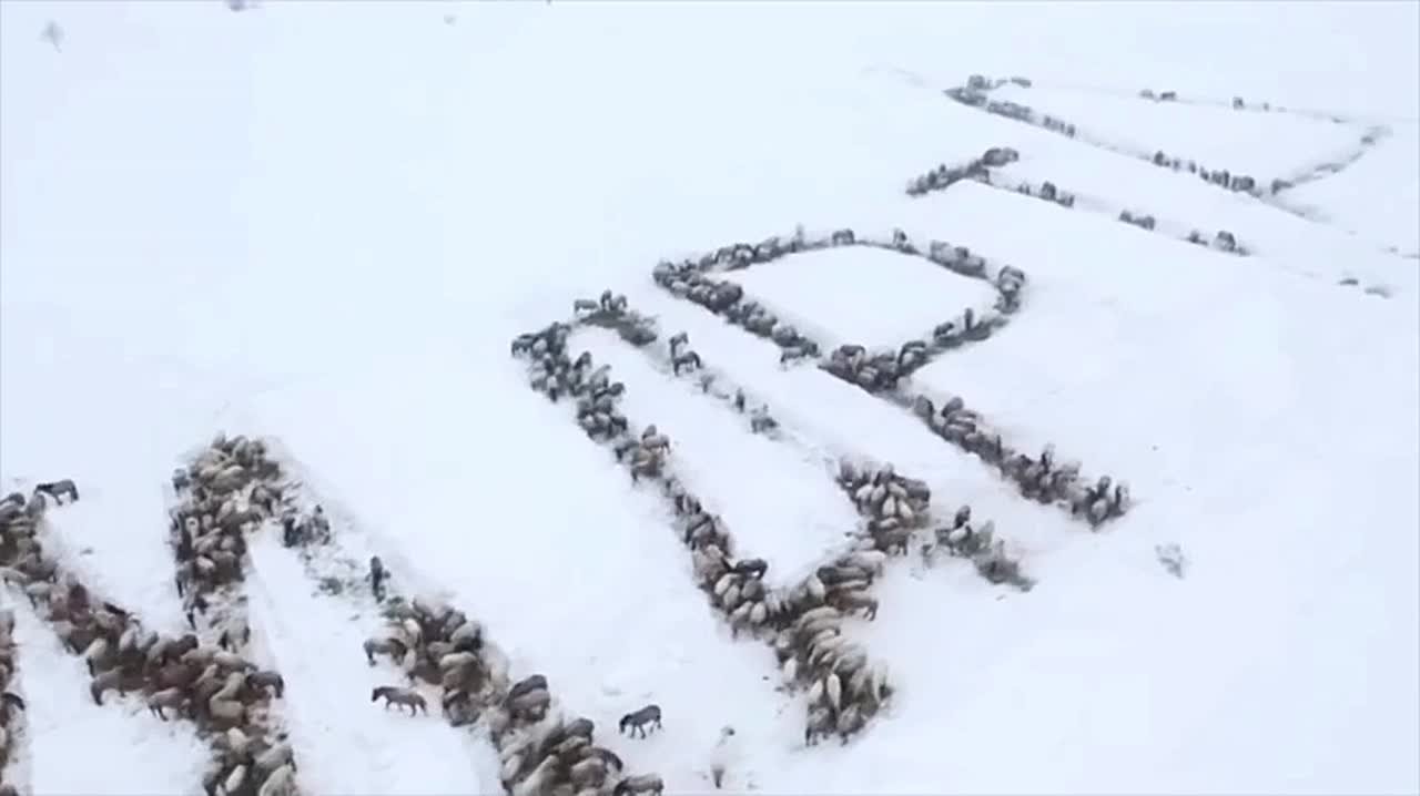 🐴 Самое эпичное поздравление с 8 марта организовал фермер из Башкирии