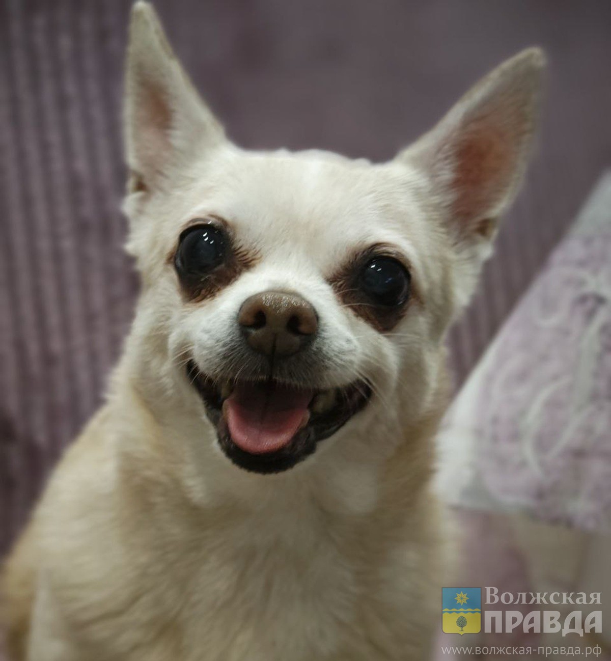 Экспертиза вместо кремации: в Волжском чихуахуа Няша стала жертвой догхантеров