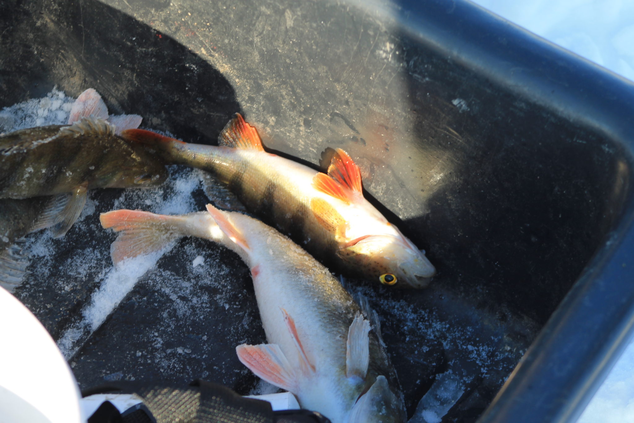 В Волжском закрыли сезон зимней рыбалки рекордными уловами