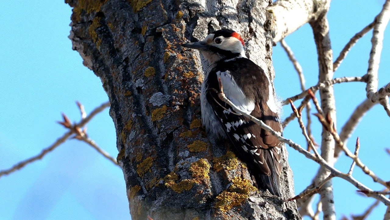 🪶  На Зеленом в Волжском была замечена редкая птица — сирийский дятел