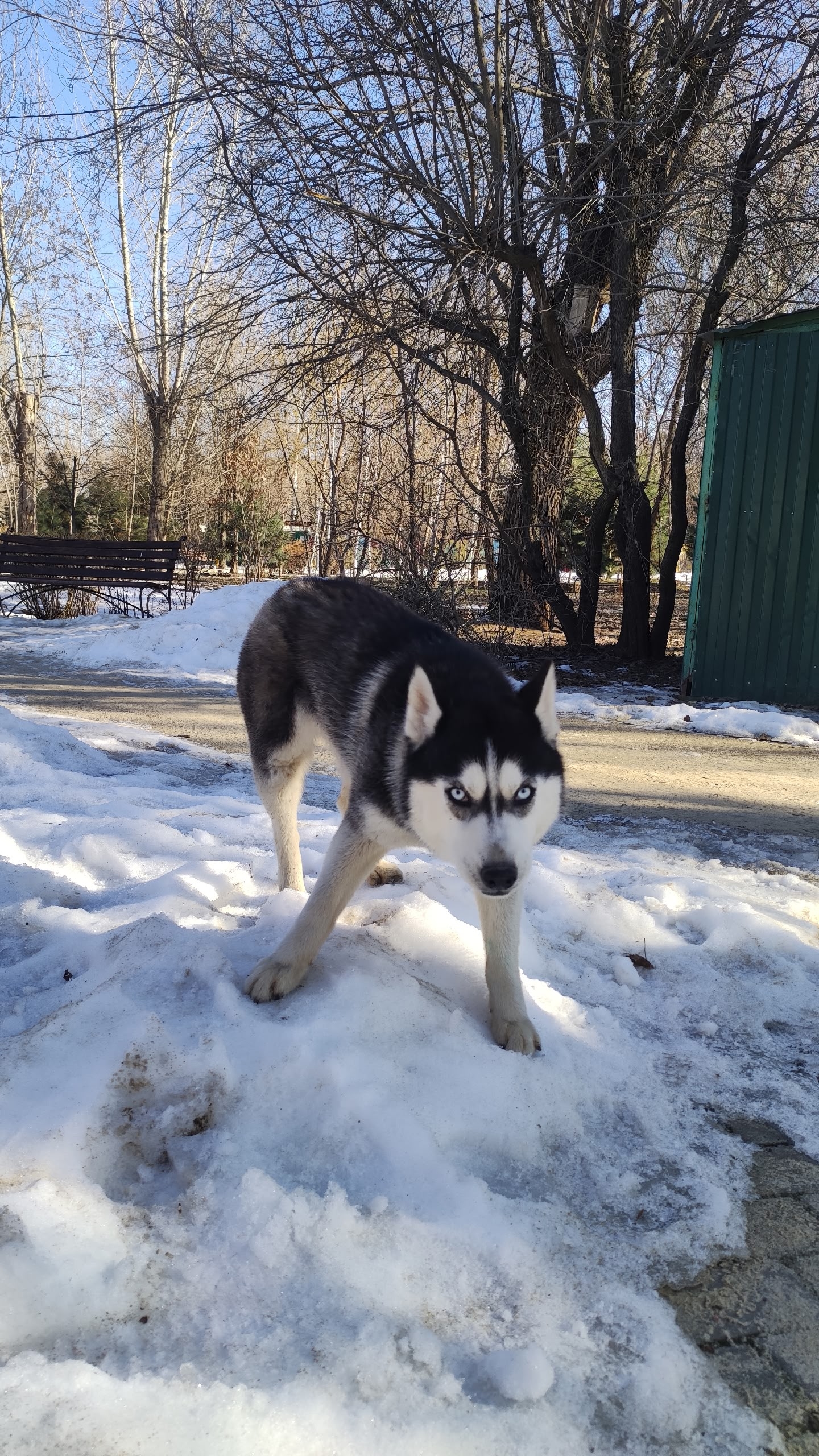 В парке Гидростроитель бегает пëс, на шее след от ошейника. Чей потеряшка?