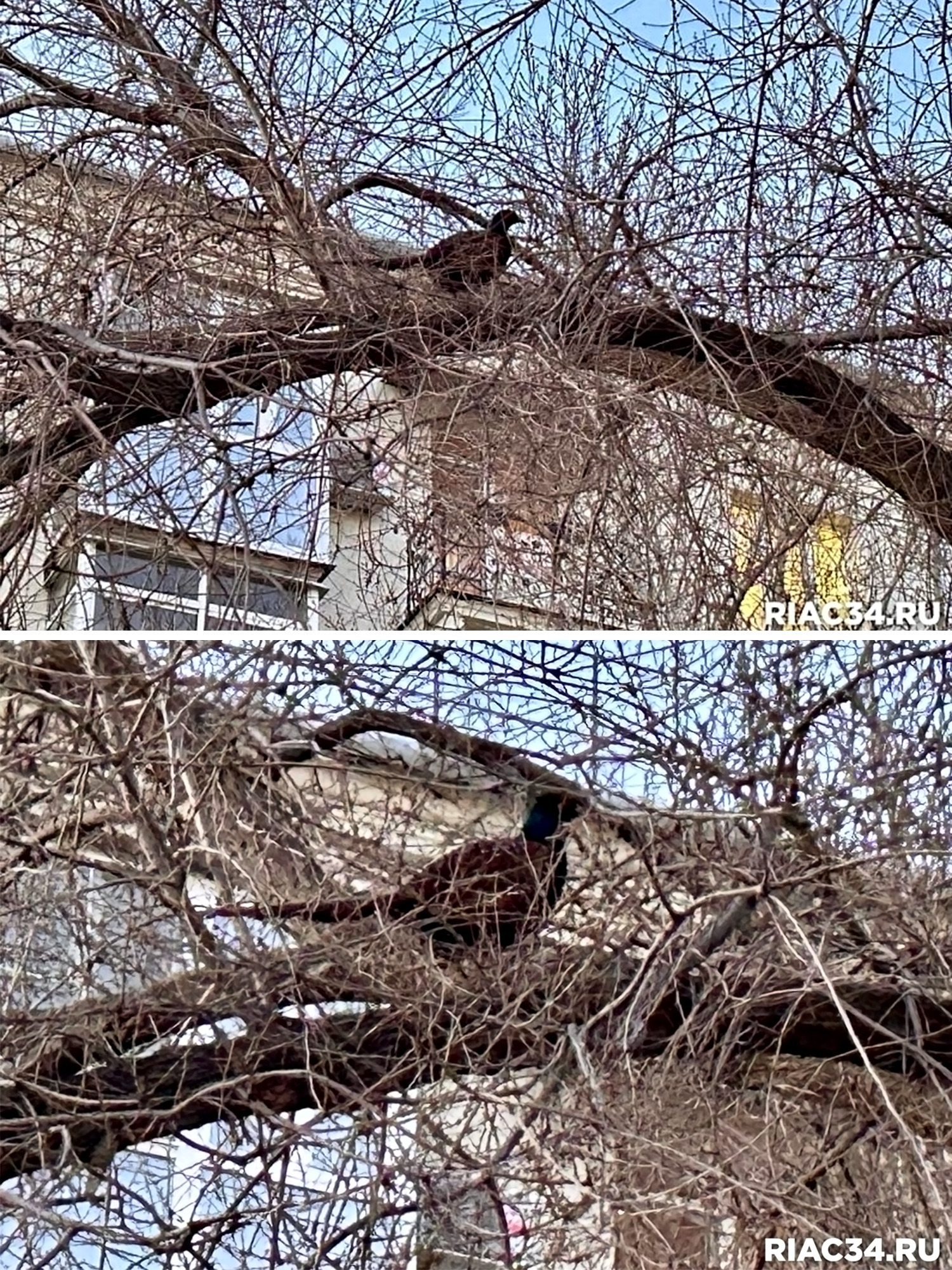 «Вот это неожиданная встреча»: жители Волгограда были немало удивлены, заметив в самом центре города редкую птицу — фазана! 👏🤩